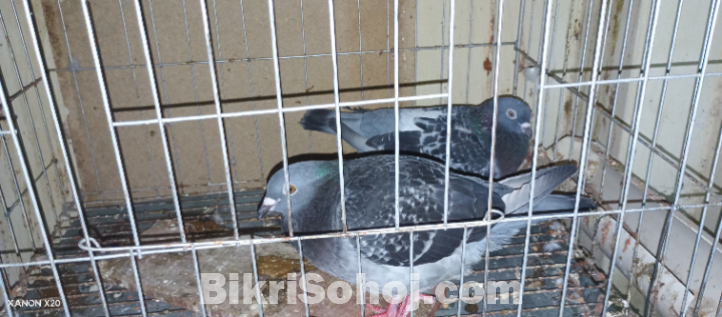 the pigeon